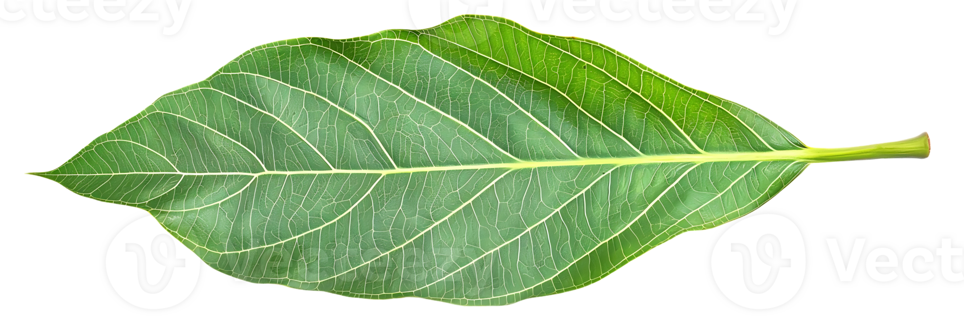 Green Leaf with Veins Illustration png