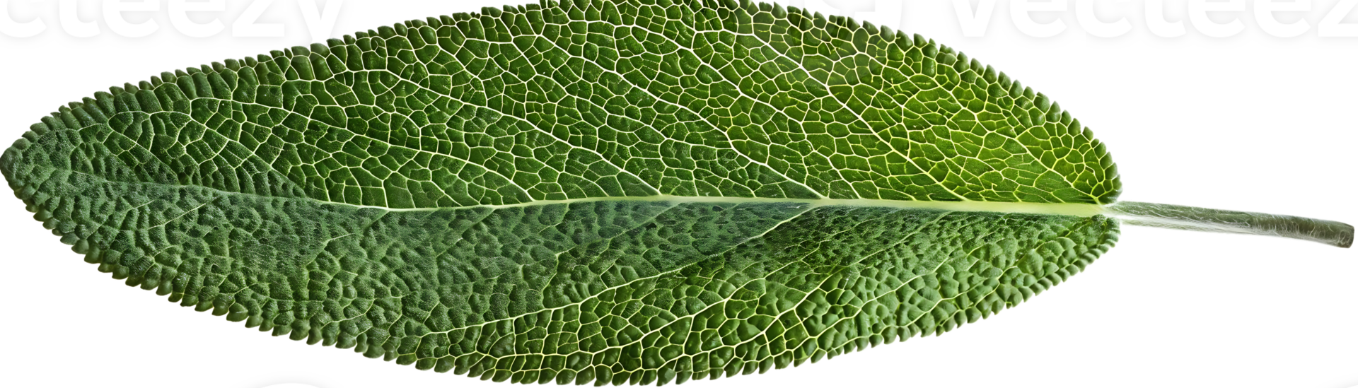 Close-up Photo of a Green Sage Leaf with Visible Veins png