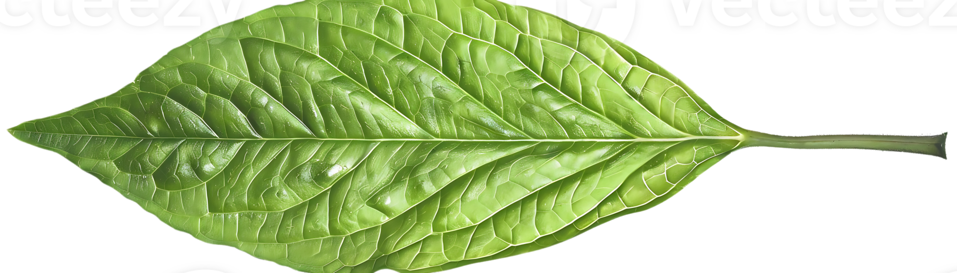 Green Leaf with Veins - Realistic Image png