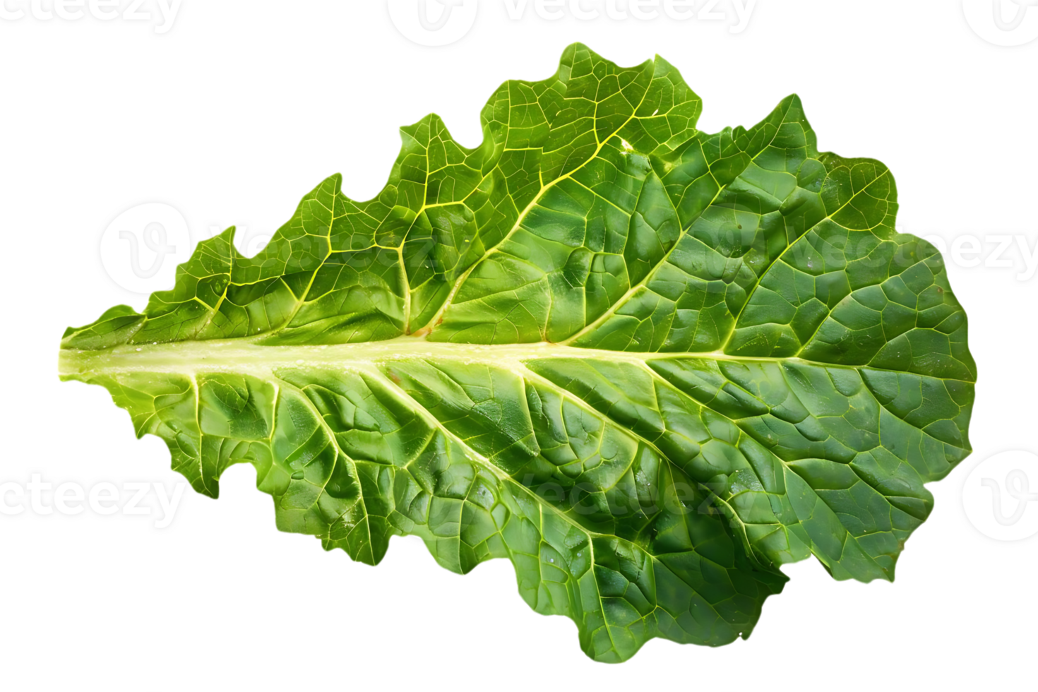 Green Leaf with Veins Photo png
