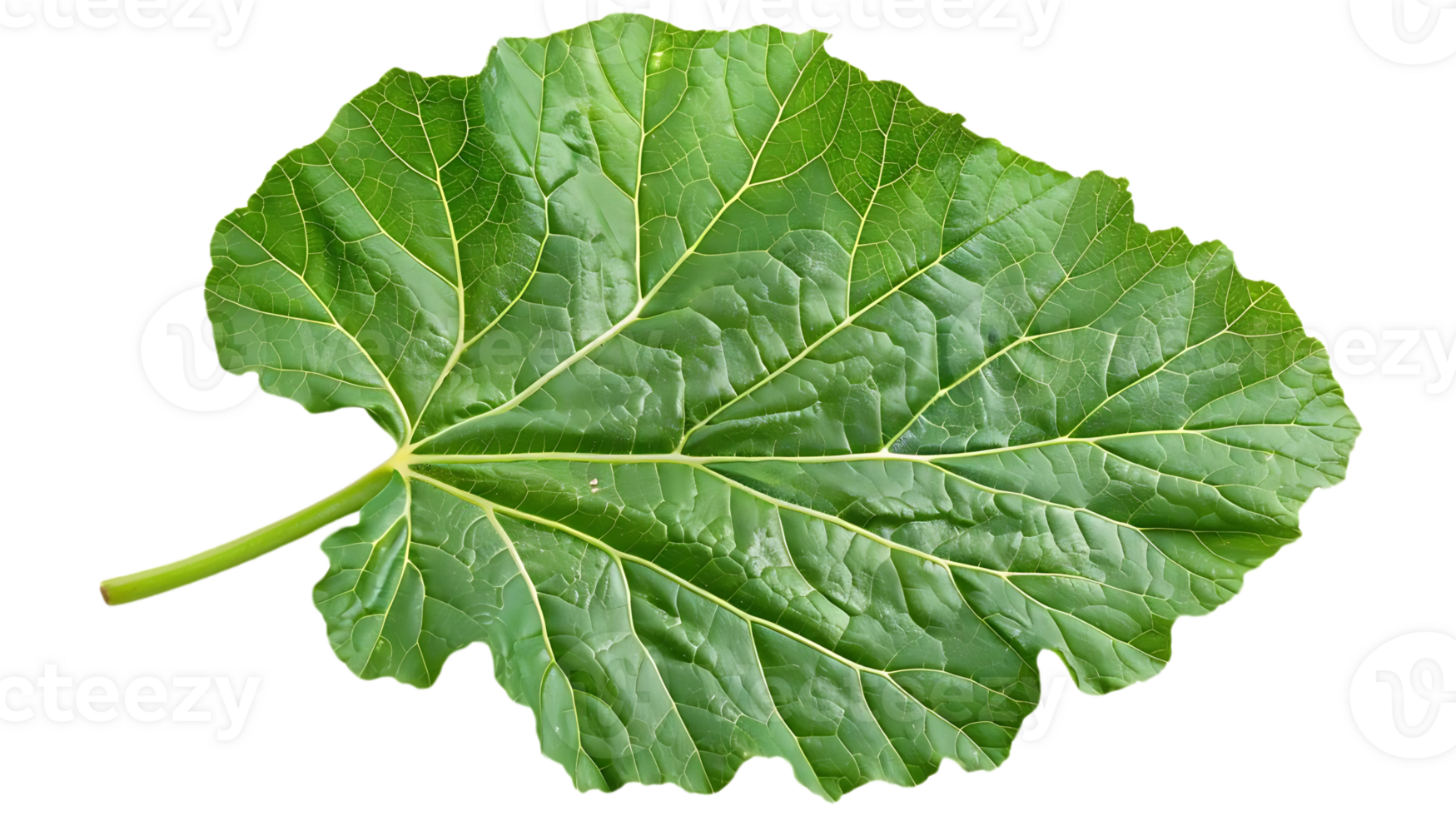 Green Leaf with Veins Illustration png