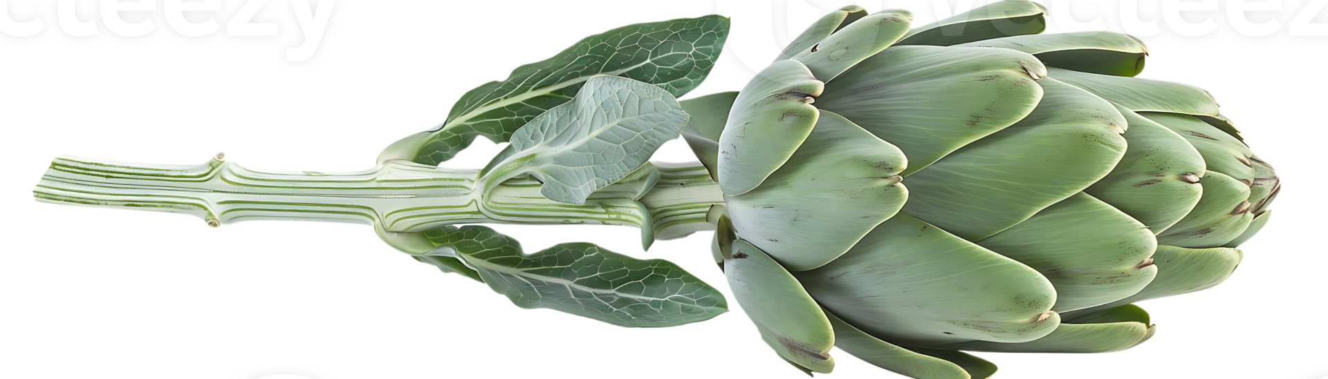 Green Artichoke with Leaves Realistic Image png