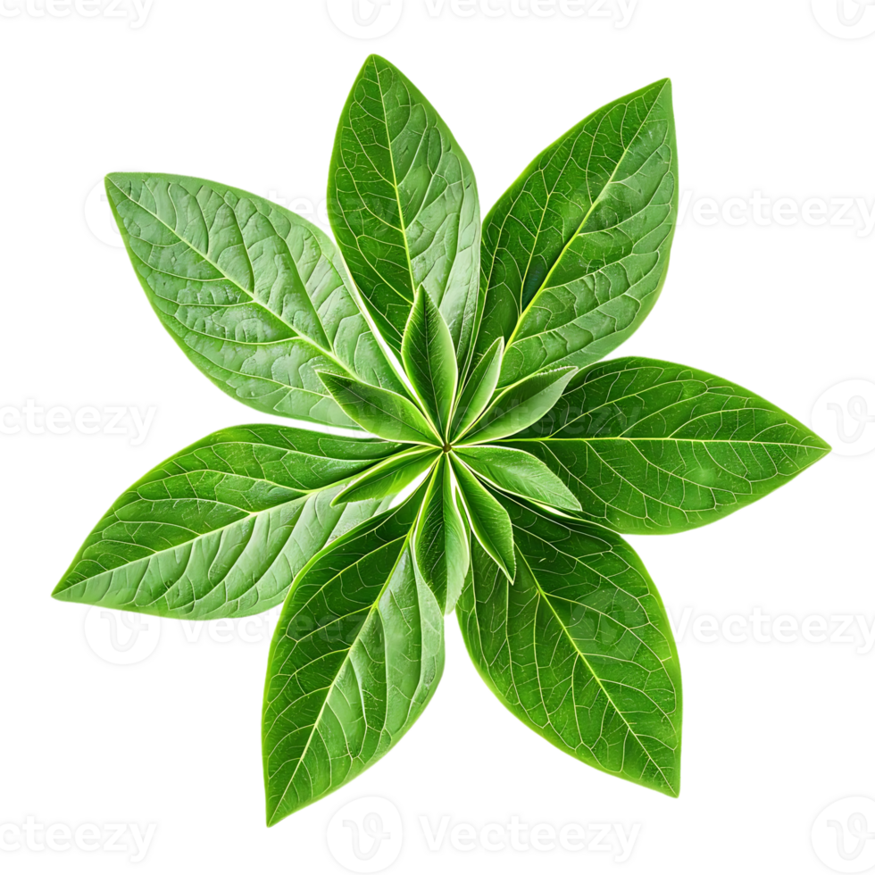 Green Leaf Star Shape Illustration png