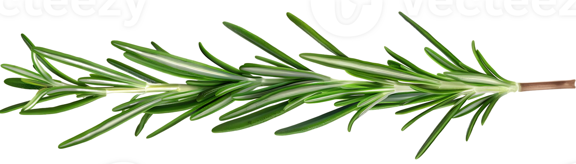 Rosmarin Zweig Illustration - - Grün Kraut Ast png
