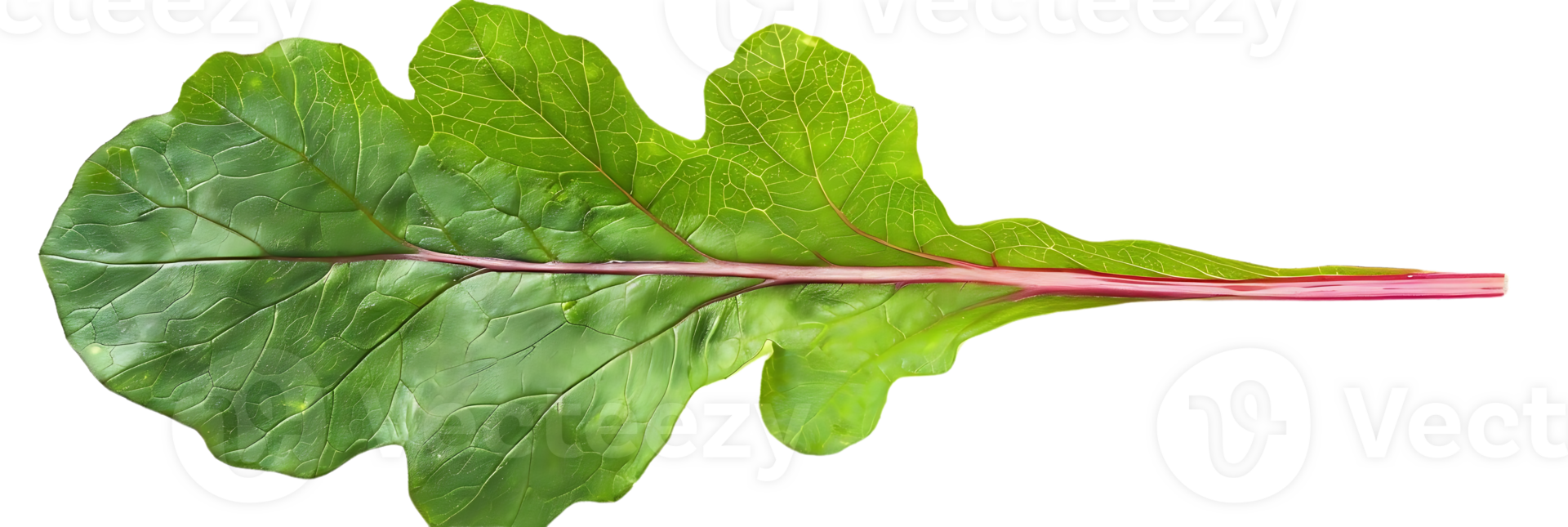 Green Leaf with Red Stem Illustration png