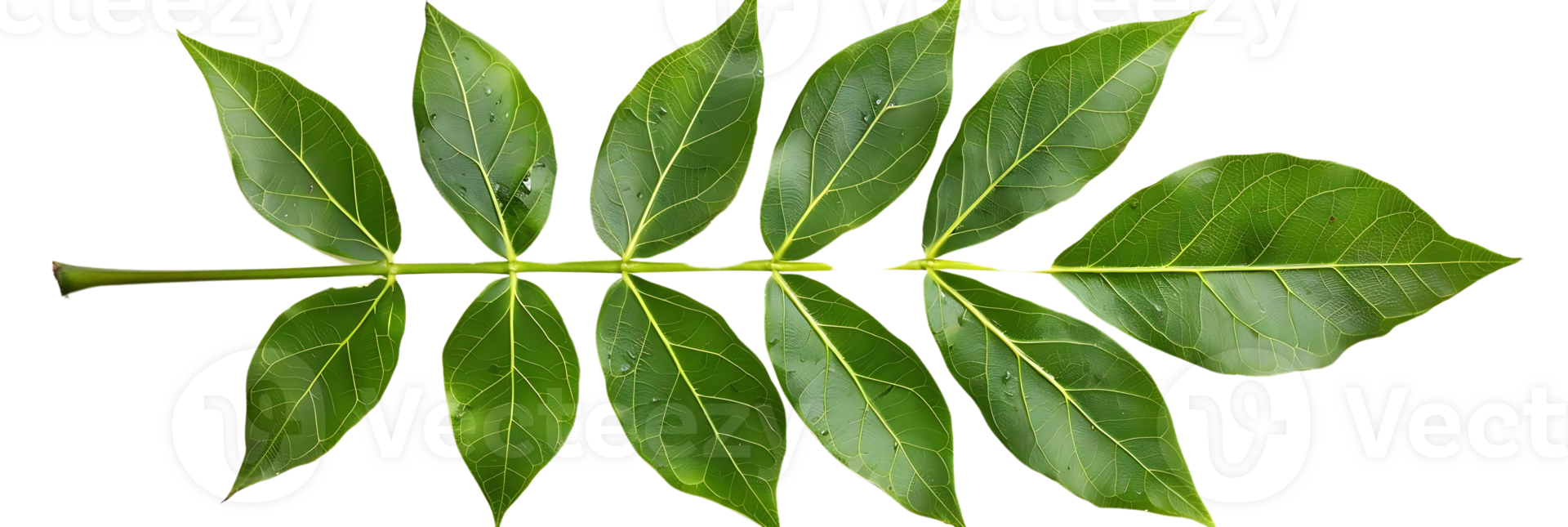 Green Leaf Branch - Realistic Image png