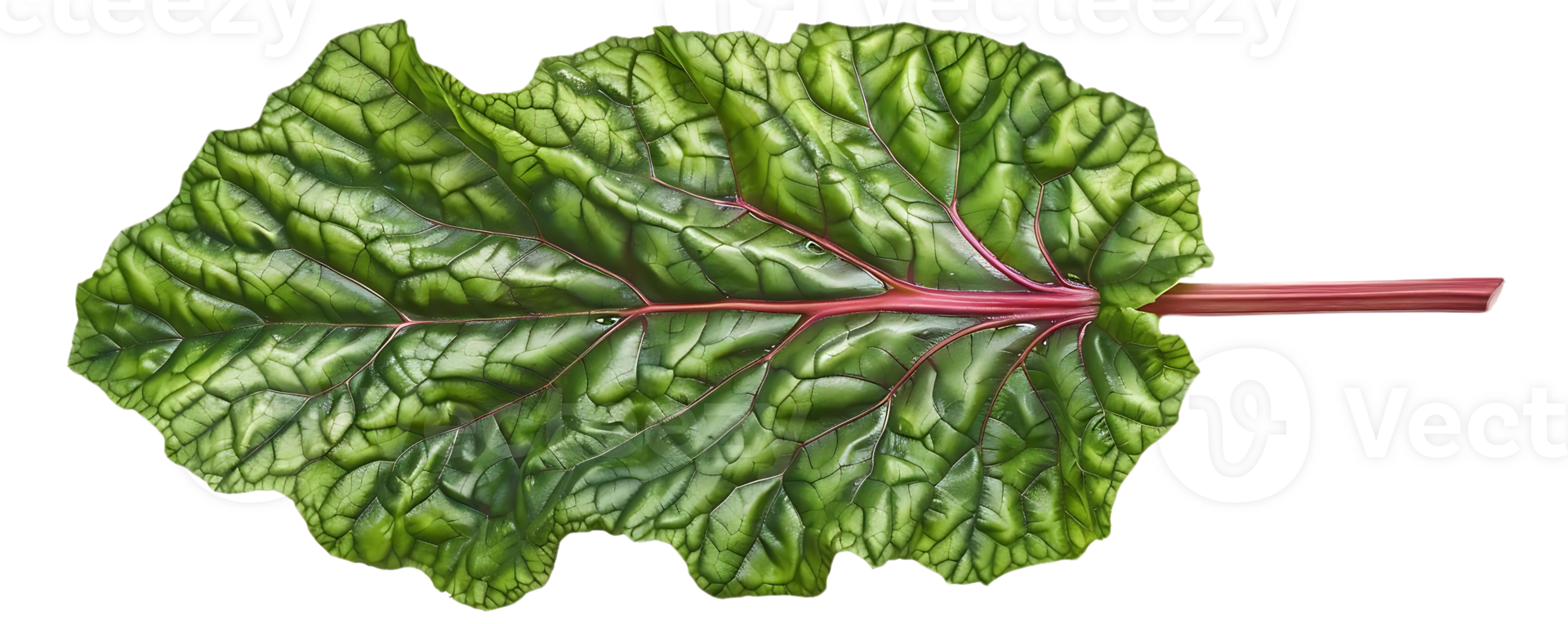 Green Leaf with Red Veins Illustration png