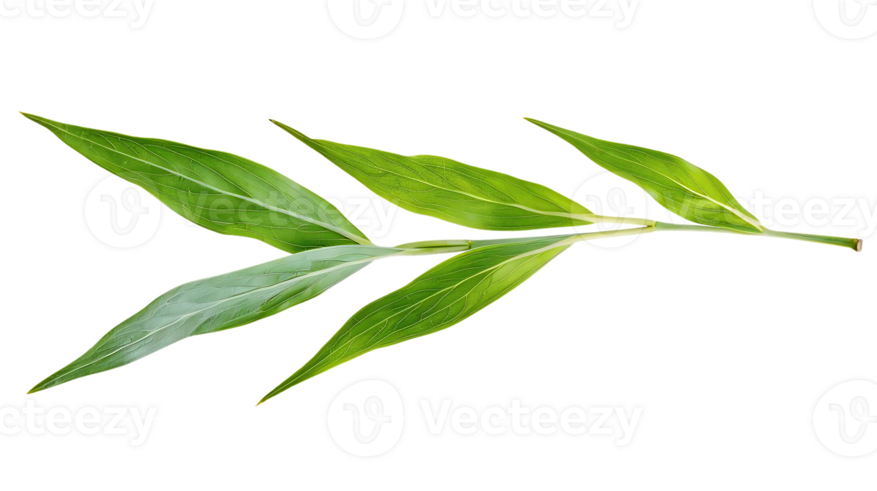 Green Leaf Branch Illustration png