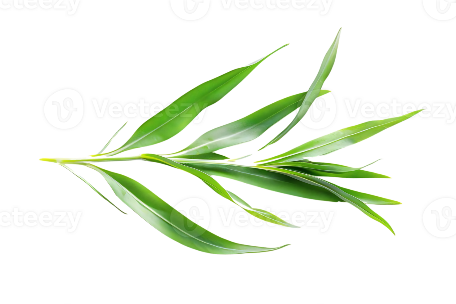 Green Plant Leaves Illustration png