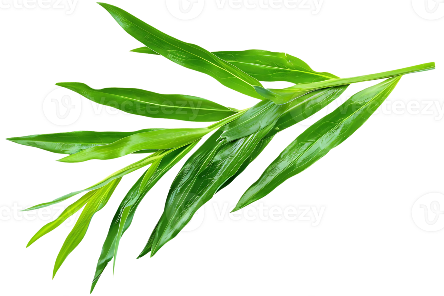 Green Leaf Branch Illustration - Nature, Fresh, Lush, Botanical, Plant, Green, Tropical, Foliage, Branch, Leaf, Organic png