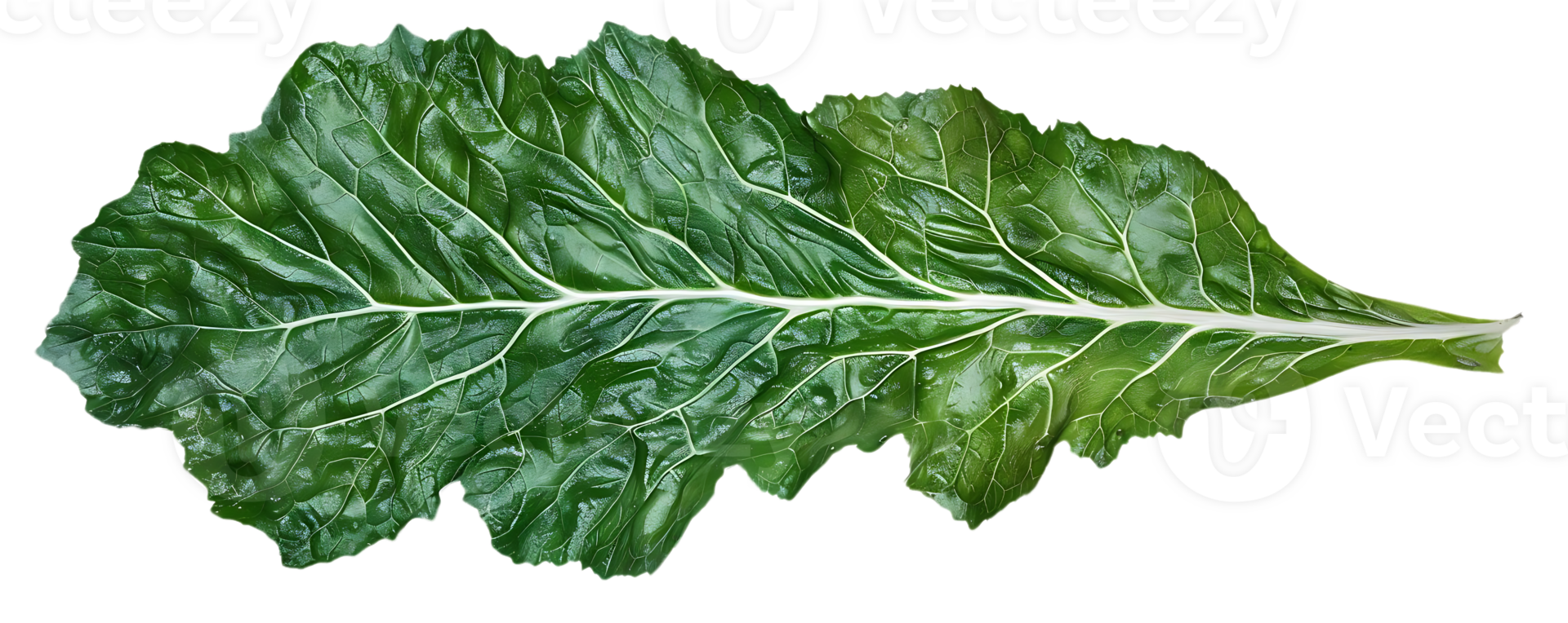 Green Leaf Close Up Photography png