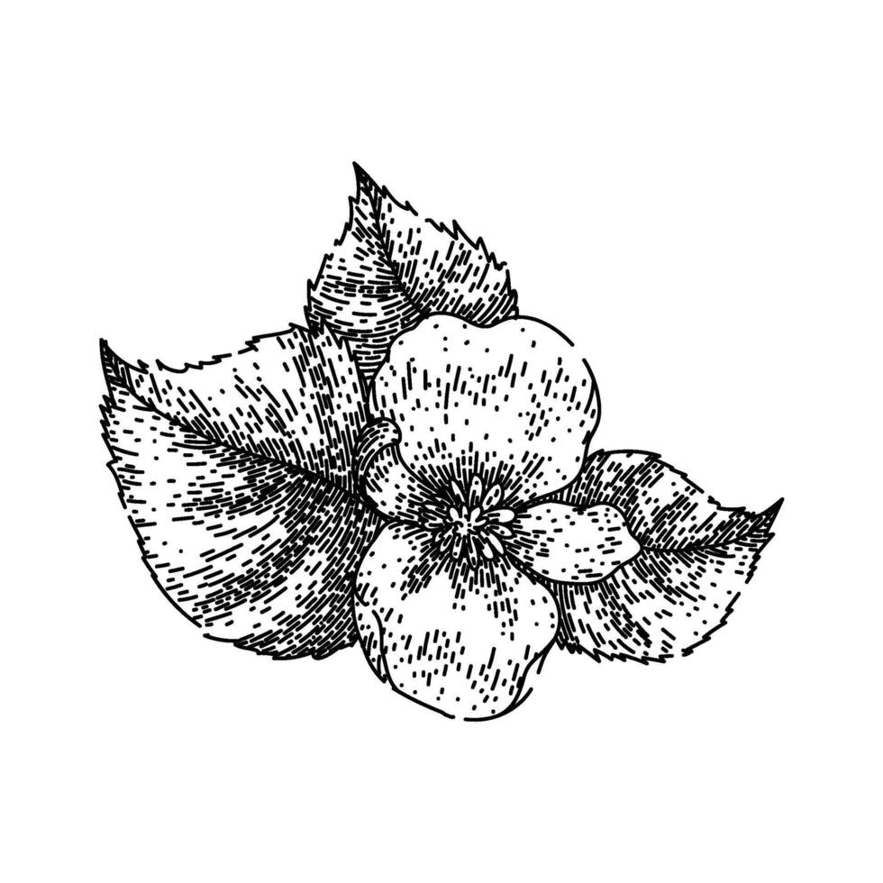 pot begonia sketch hand drawn vector