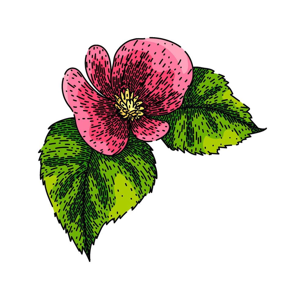 flower begonia sketch hand drawn vector