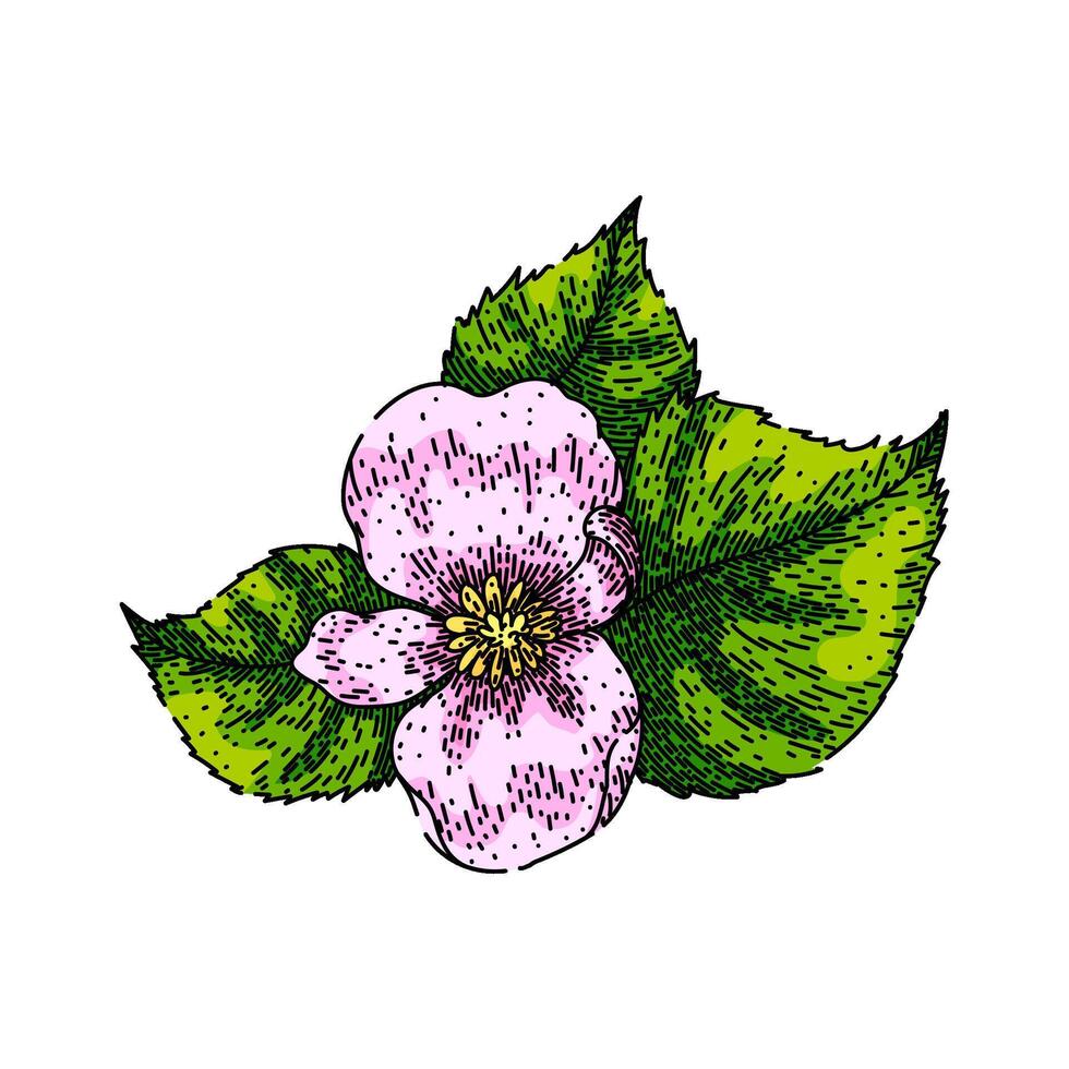 pot begonia sketch hand drawn vector