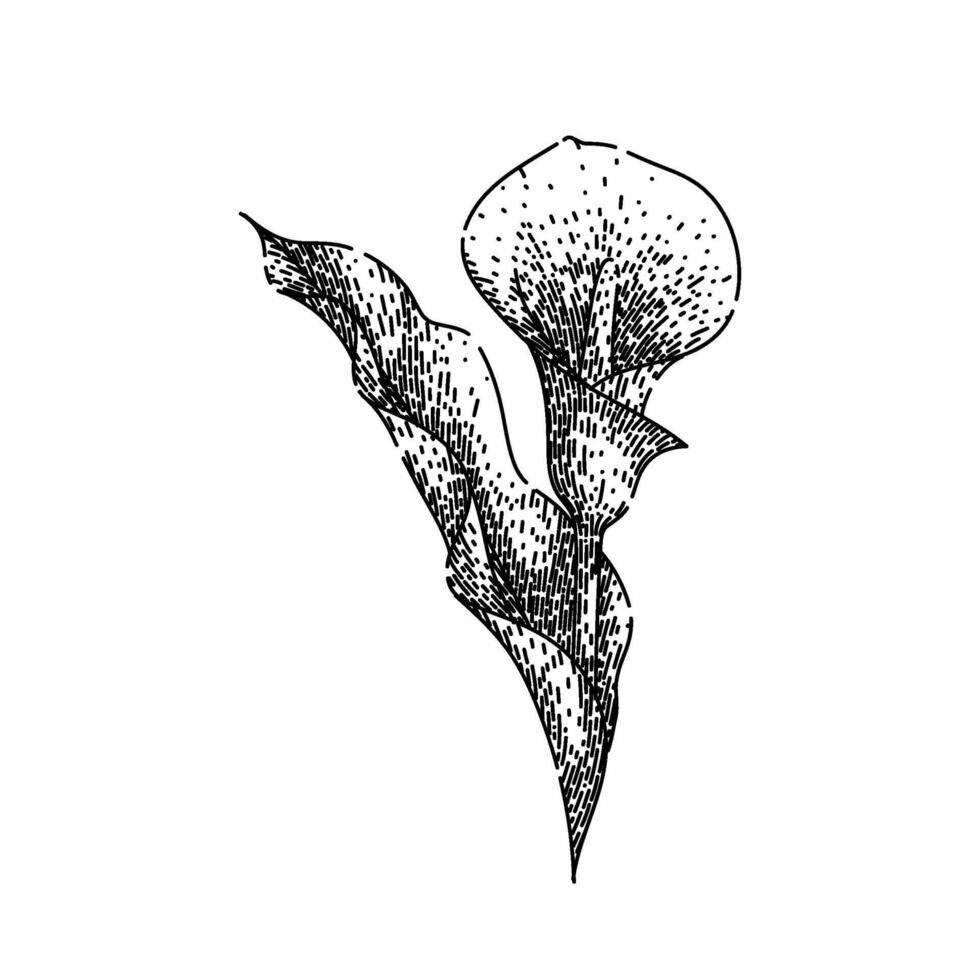 botanical calla lily sketch hand drawn vector