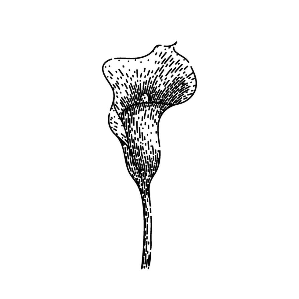 summer calla lily sketch hand drawn vector