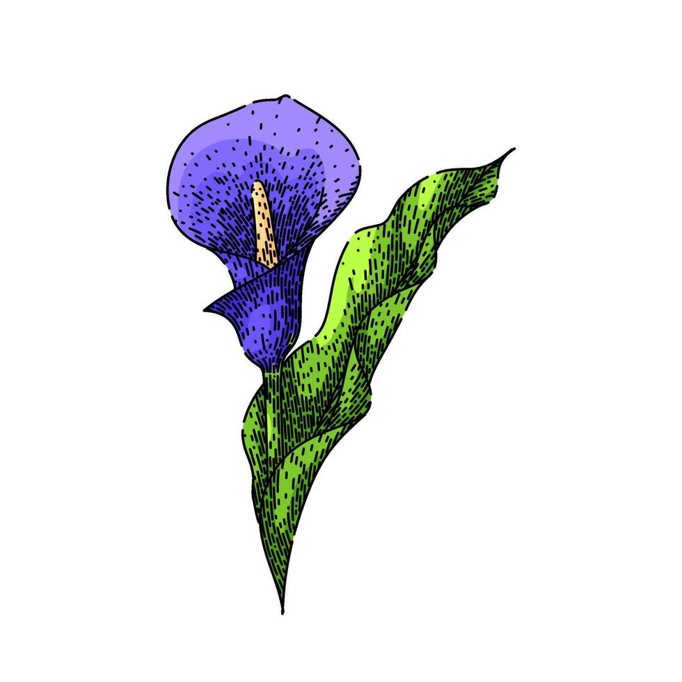 botanical calla lily sketch hand drawn vector