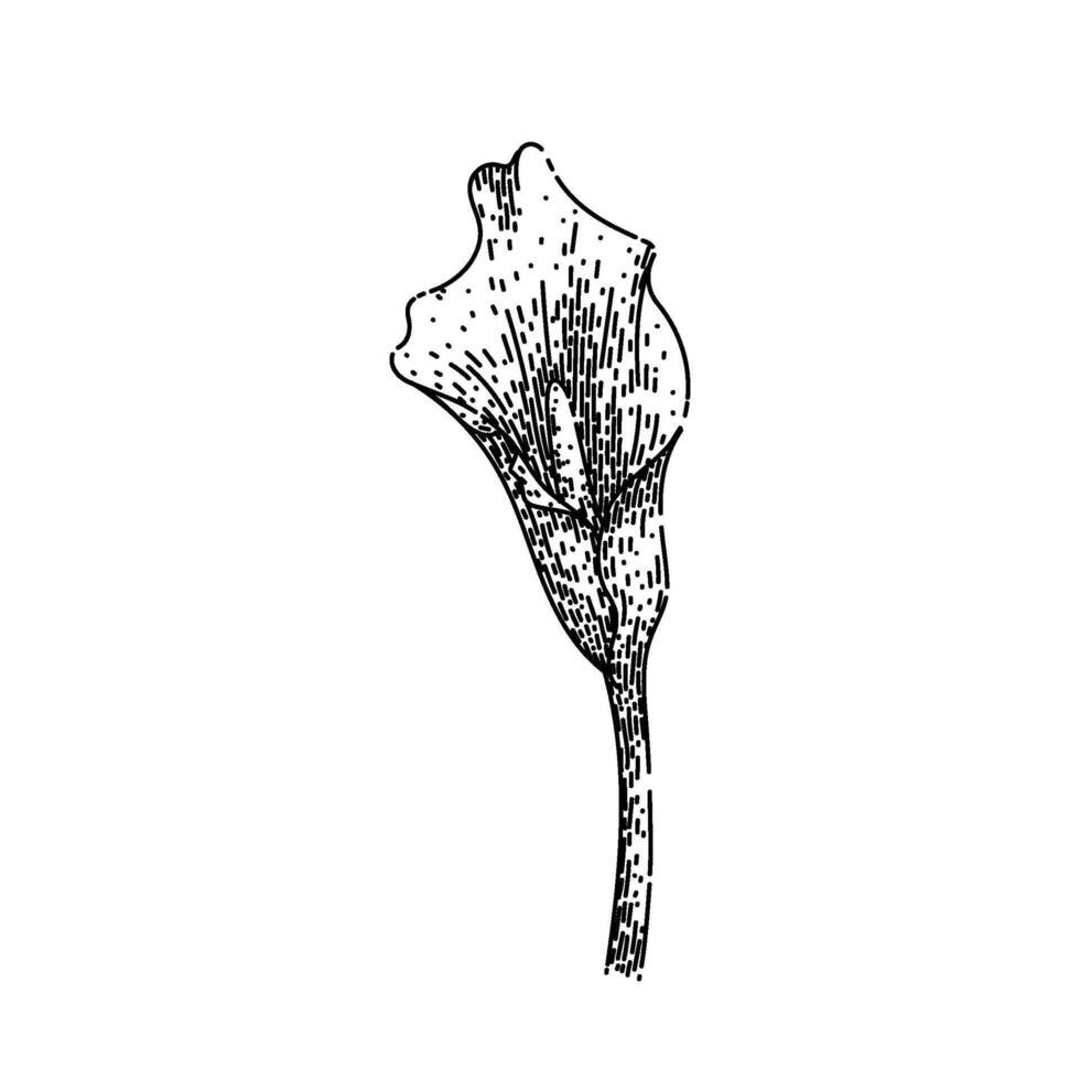 blossom calla lily sketch hand drawn vector