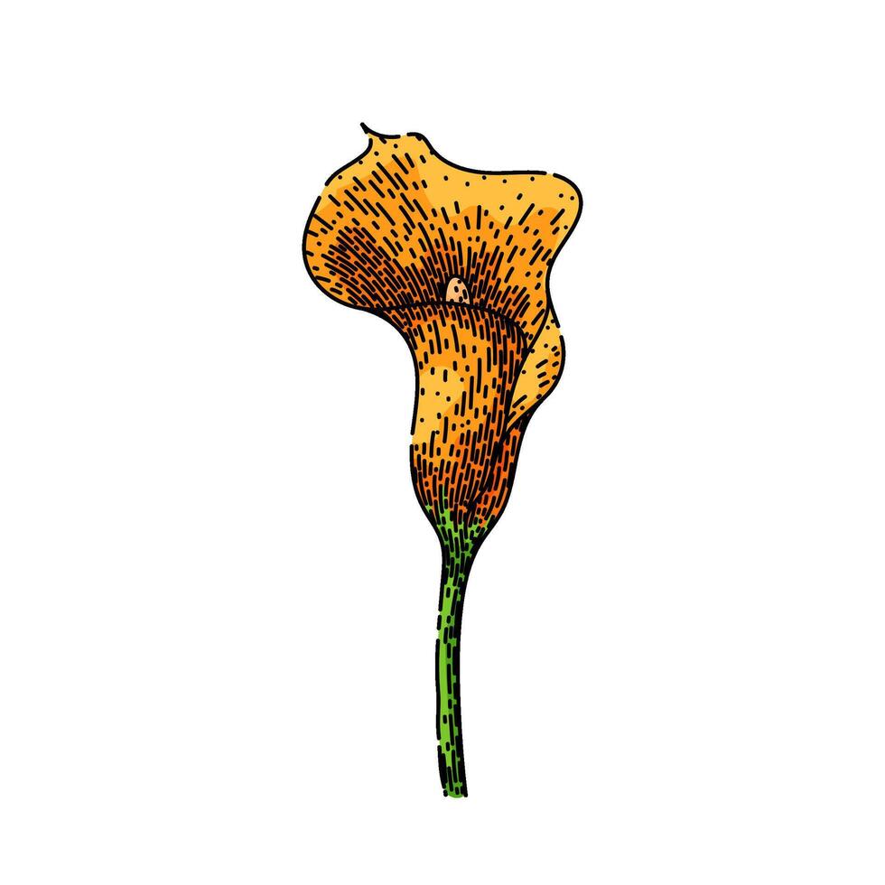 summer calla lily sketch hand drawn vector