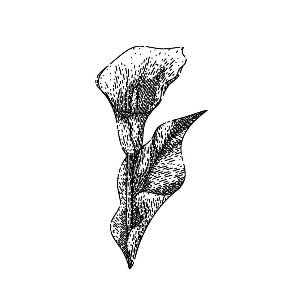 bouquet calla lily sketch hand drawn vector