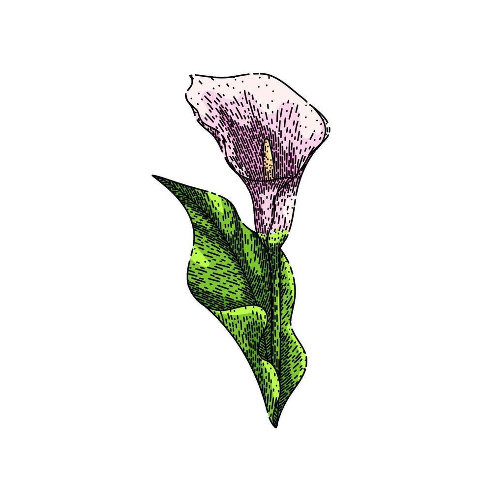 bouquet calla lily sketch hand drawn vector