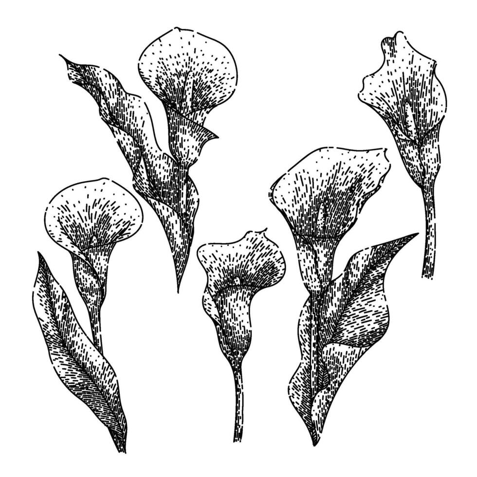 calla lily set sketch hand drawn vector