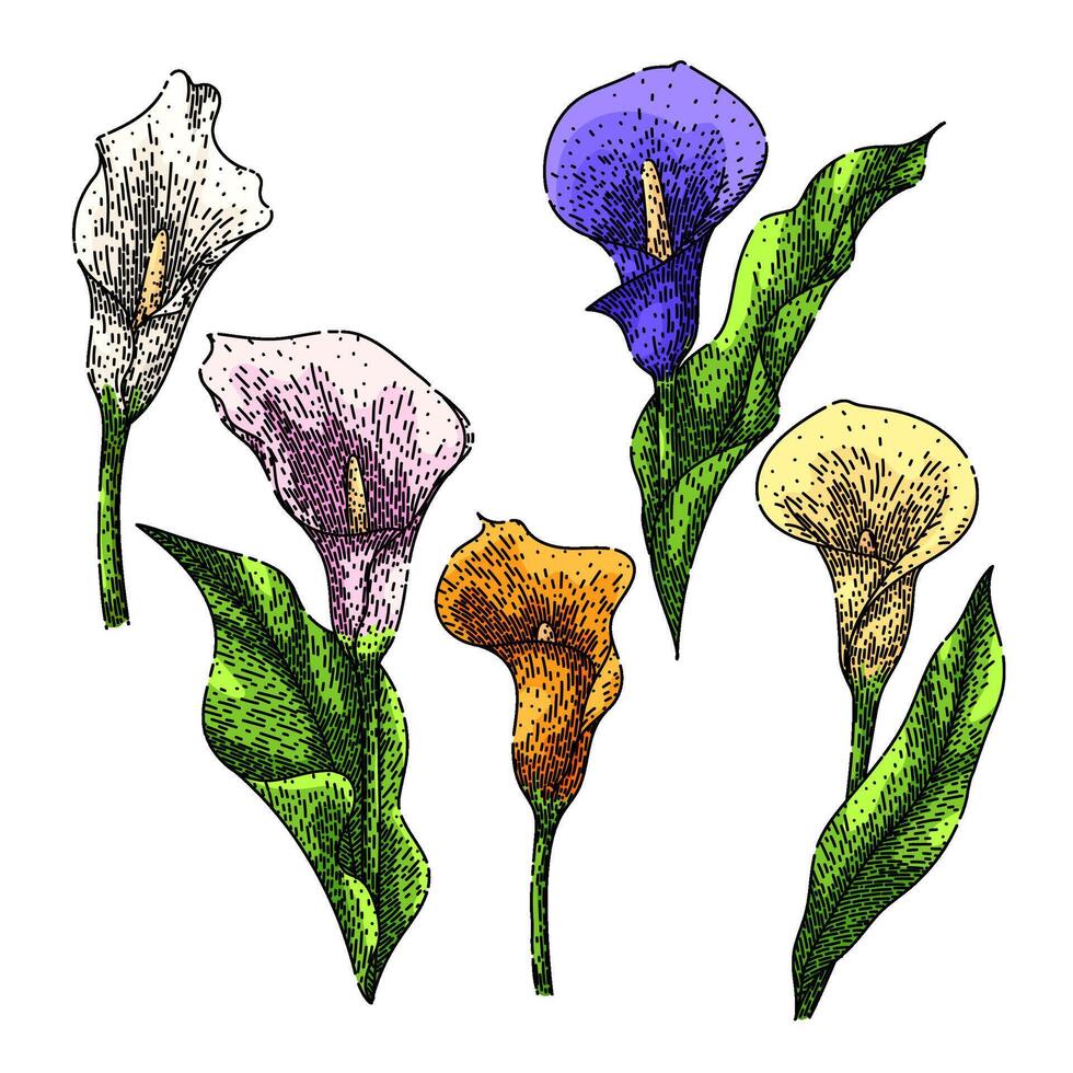 calla lily set sketch hand drawn vector