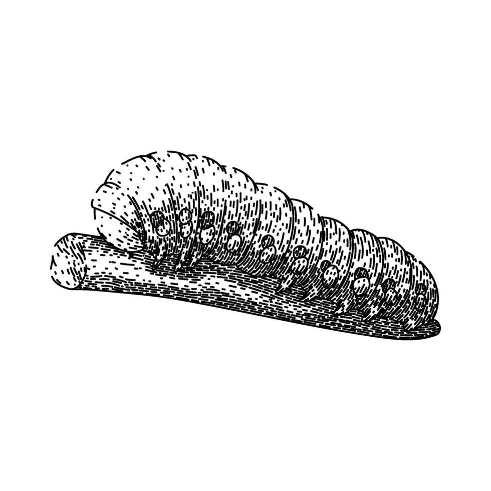 cocoon caterpillar sketch hand drawn vector