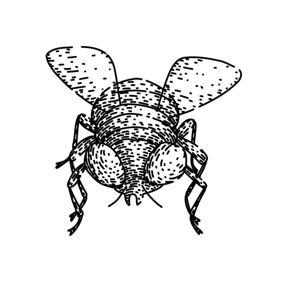 isolated fly sketch hand drawn vector