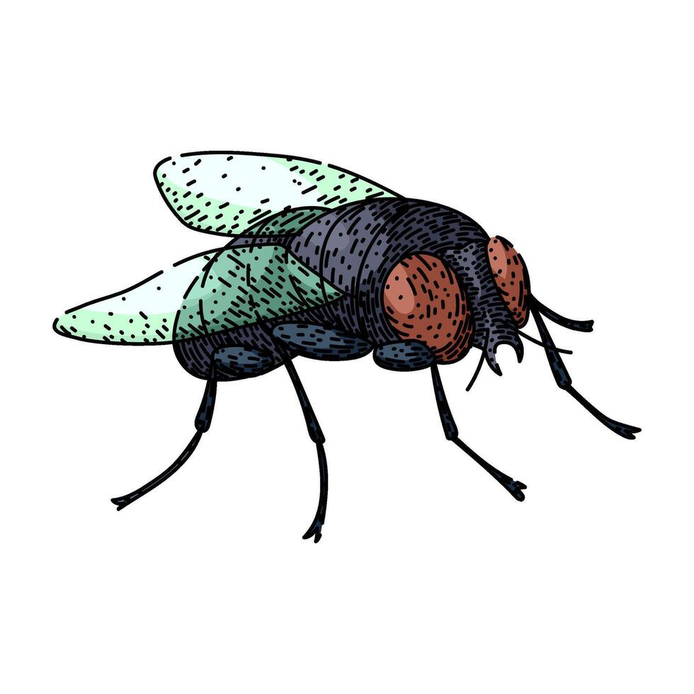 vintage fly sketch hand drawn vector