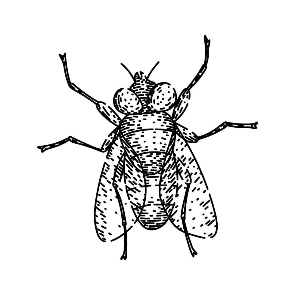 house fly sketch hand drawn vector