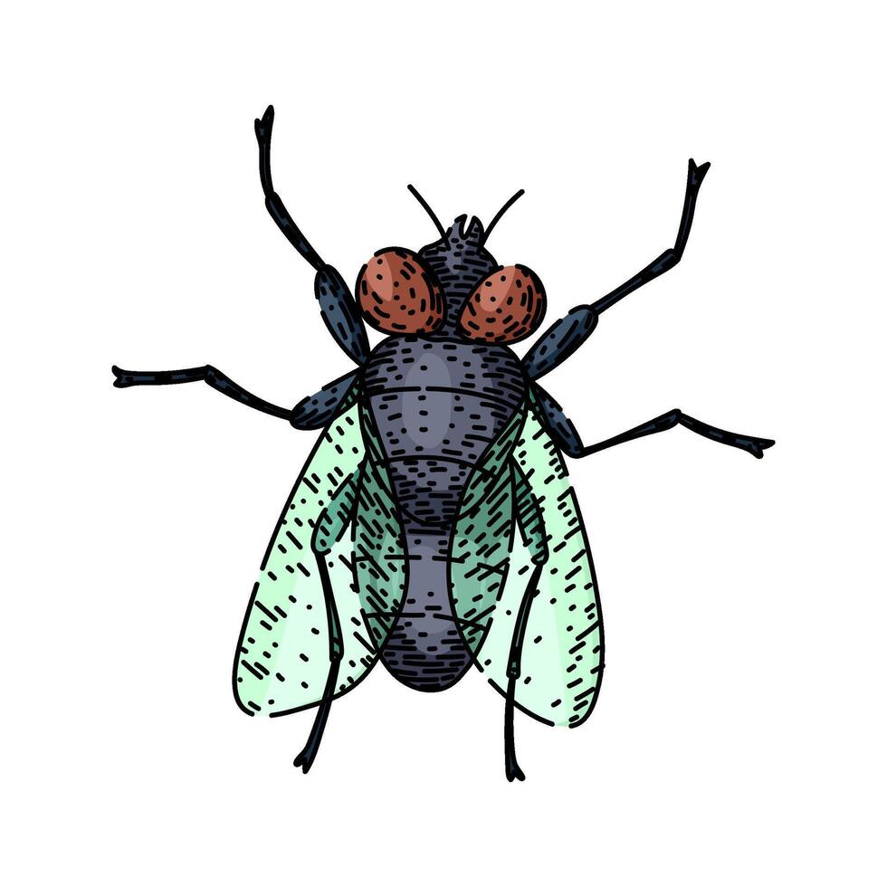 house fly sketch hand drawn vector