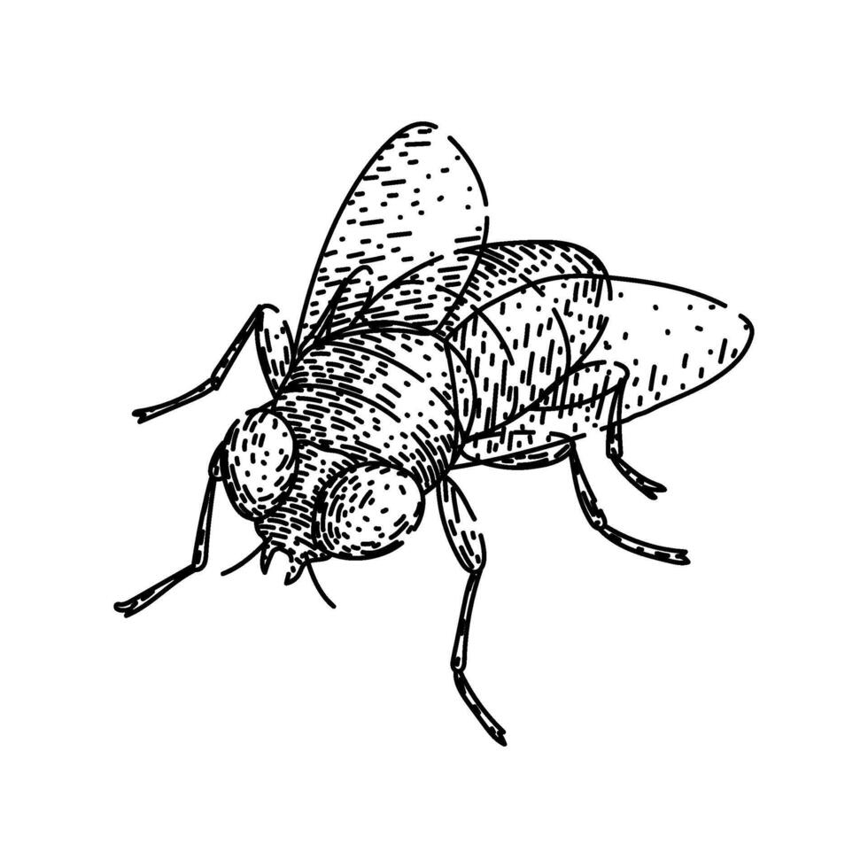 animal fly sketch hand drawn vector
