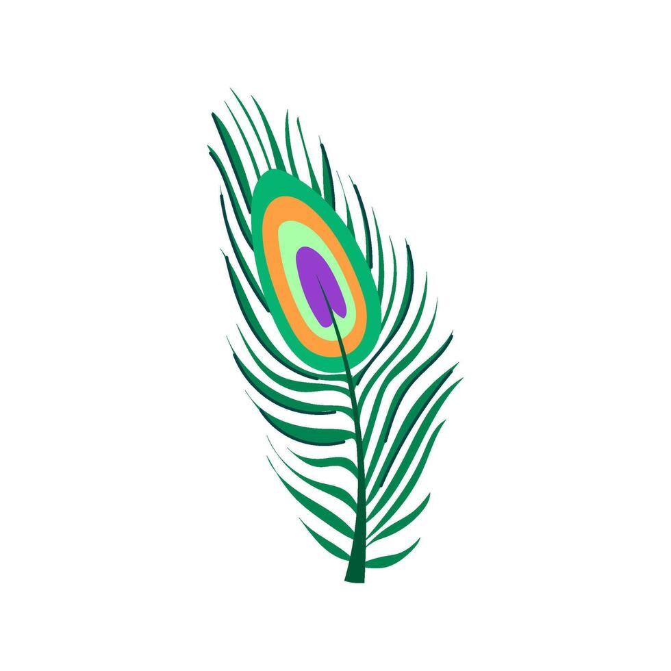 wallpaper peacock feather cartoon illustration vector