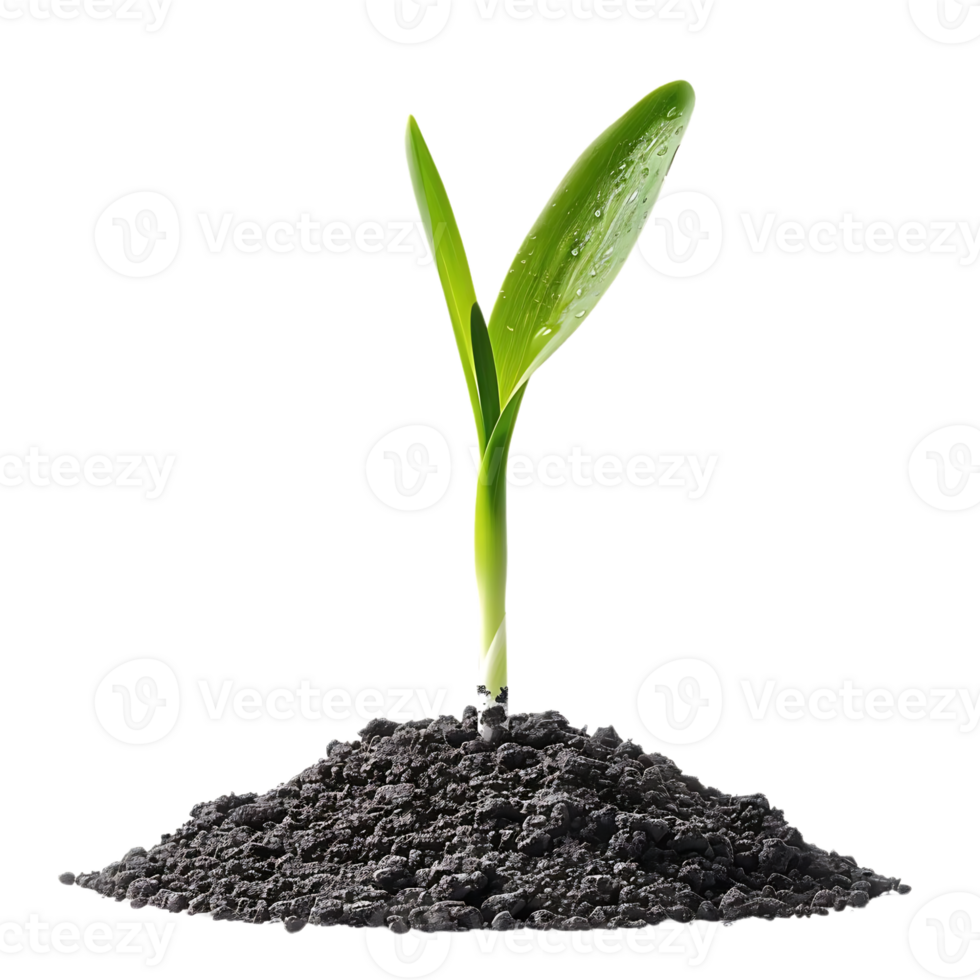 Green Sprout Growing From Soil Photo png