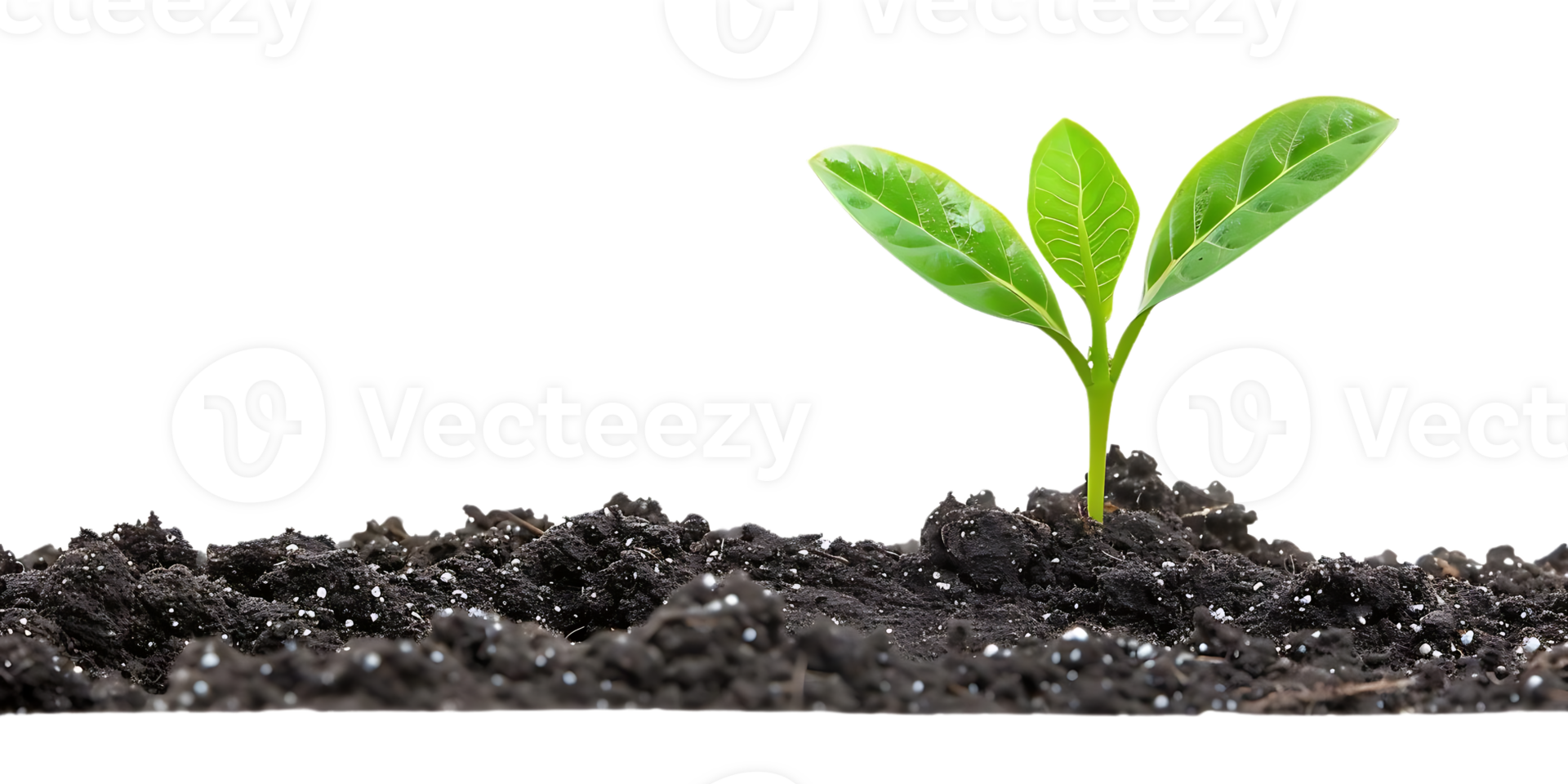Green Sprout Growing in Soil - Photo png