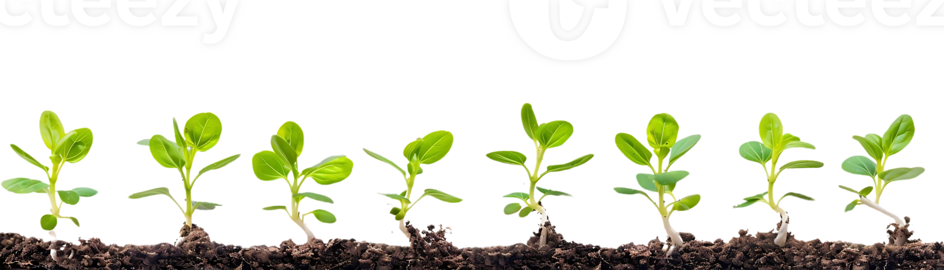Green Seedlings Growing in Soil Realistic Image png