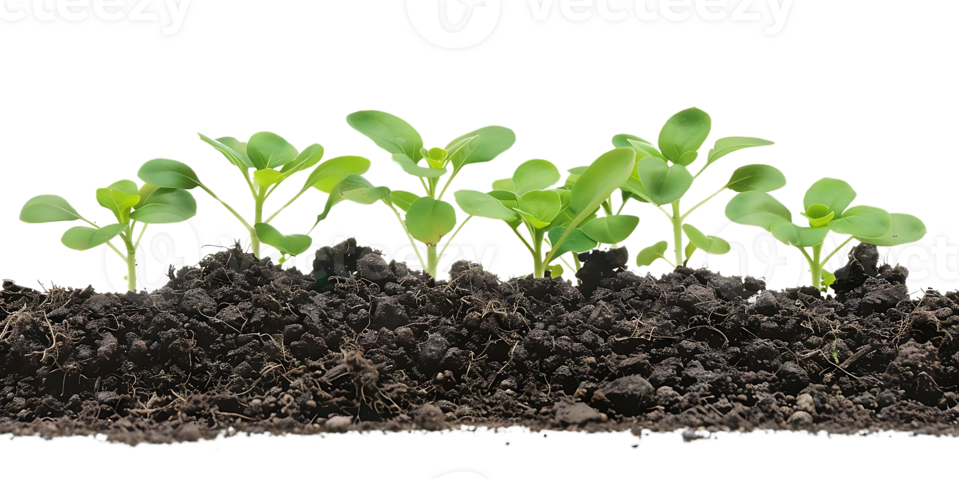 Green Seedlings Emerging from Rich Dark Soil Realistic Image png