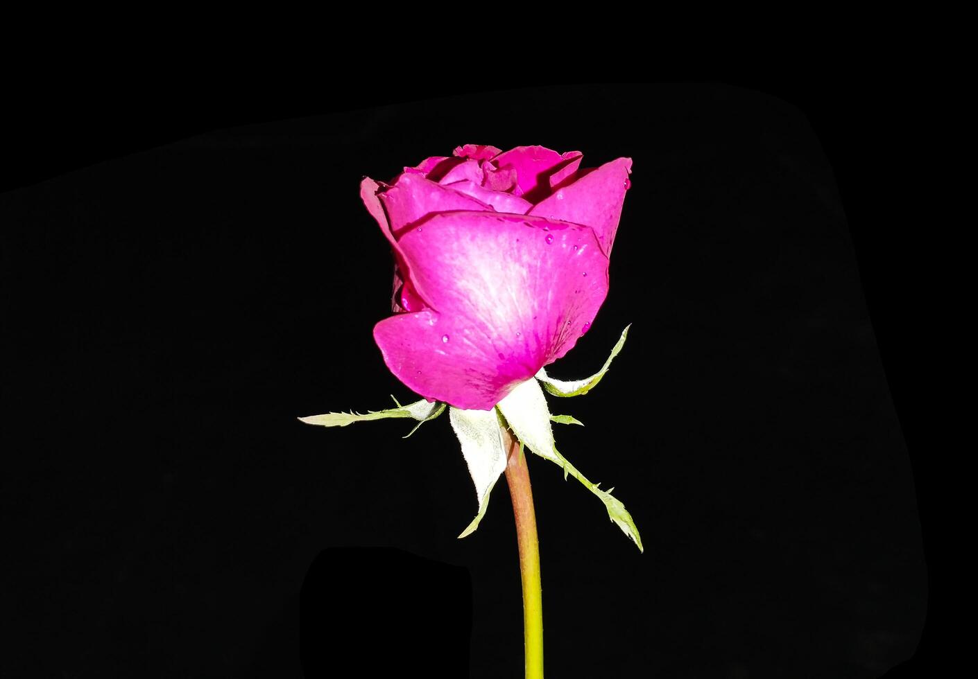 Beautiful red rose in a dark background photo