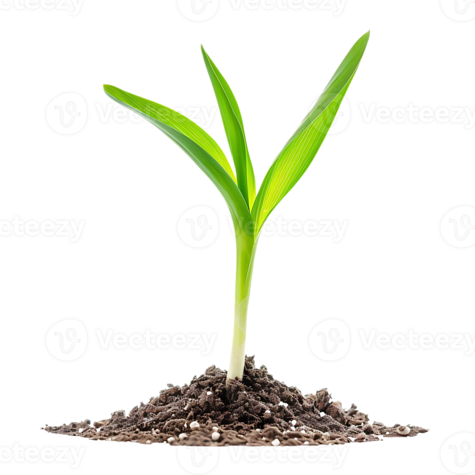 Green Plant Sprout Growing from Soil - Realistic Photo png