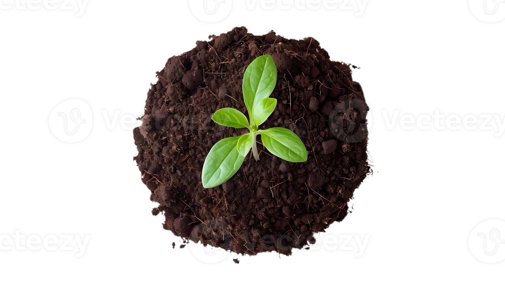 Photo of a Small Green Plant Growing in Soil png