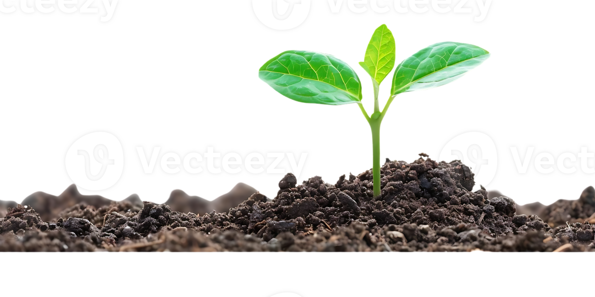 Small Green Plant Sprouting from Soil - Photo png