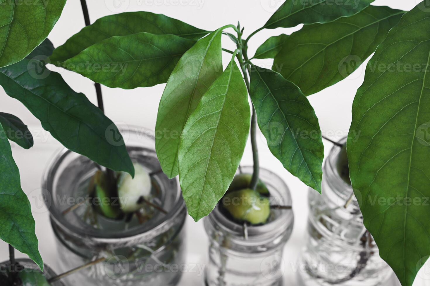 Avocado sprouts close-up photo