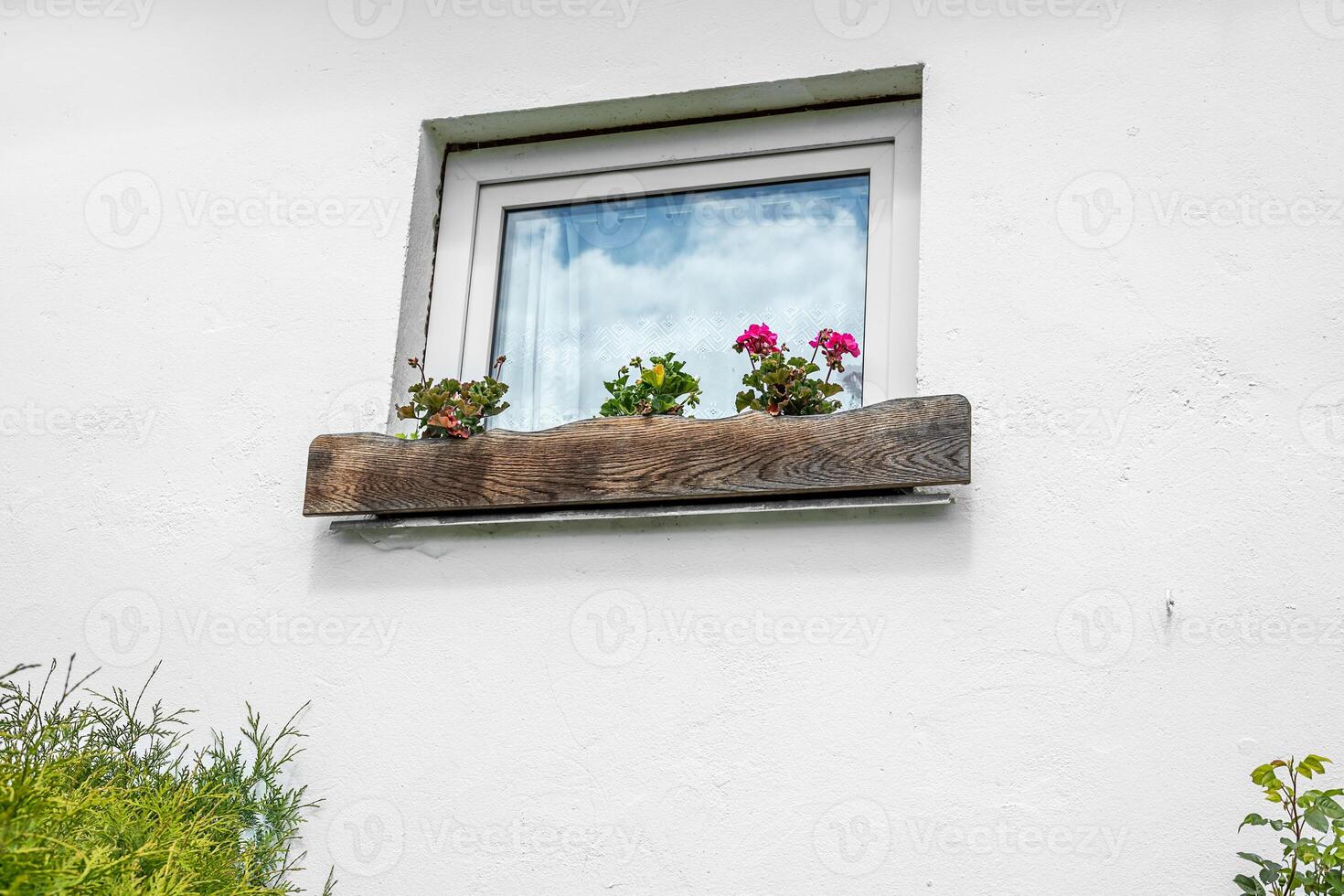 Blooming geranium on the window of a village house photo