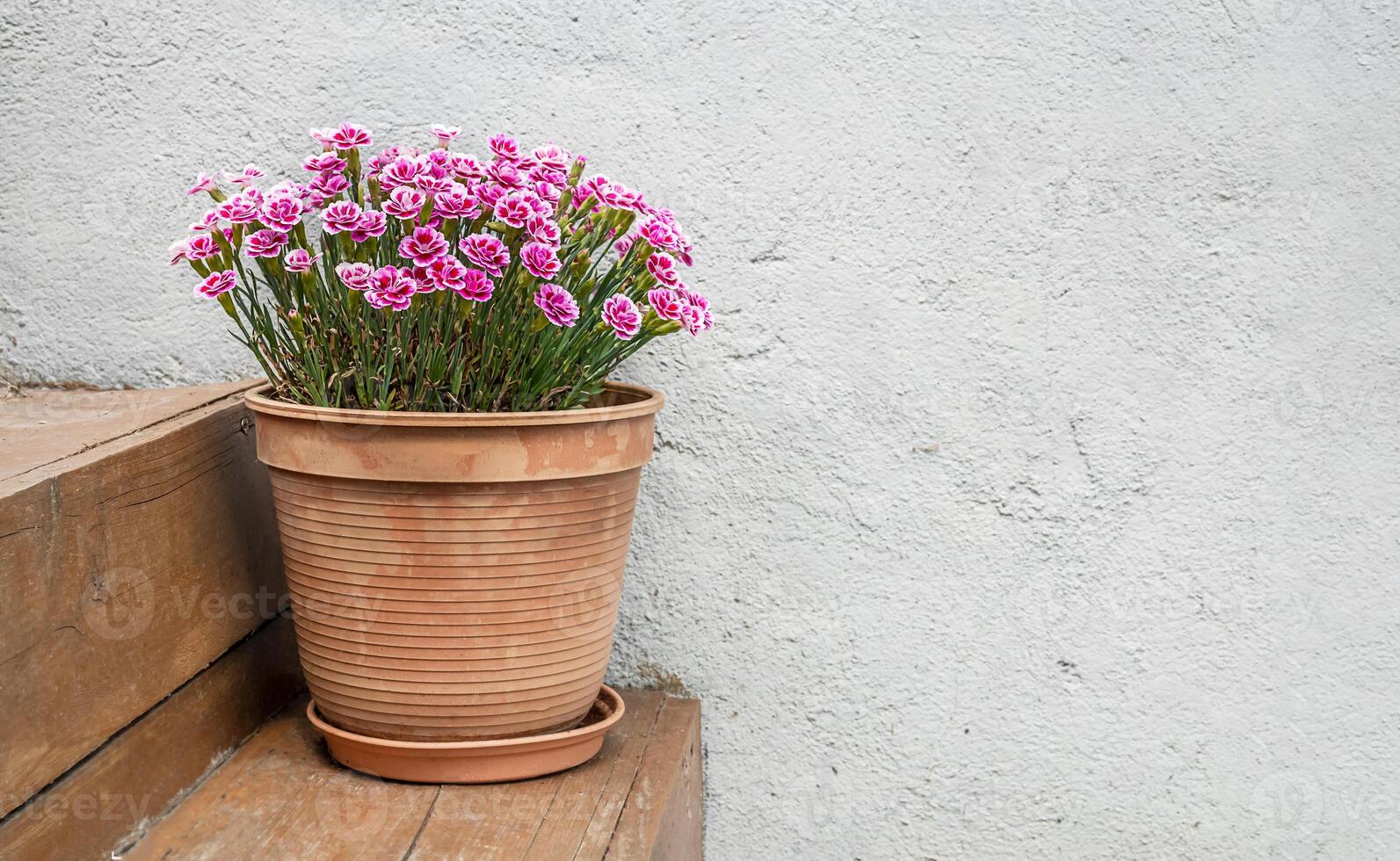 Garden carnations in a flowerpot on the steps of the house photo