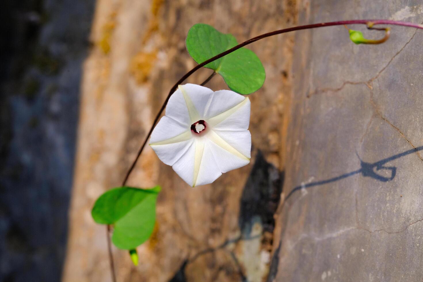 Beautiful Ipomoea Obscura Flowers isolated. Textured Details of beautiful and exotic Plants in the wild. Graphic Resources. Botanical Photography. Blooming Flowers. Blossom, Flora, Botany. photo