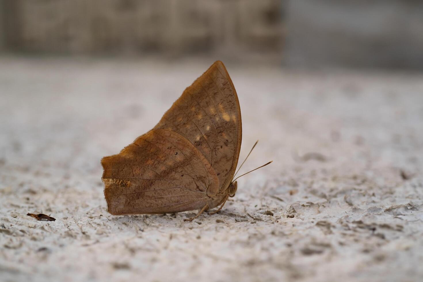 Common Duffer Butterfly or Dischopora sondaica resting on a cement floor. Macro shot of beautiful and exotic animals in the wild. Graphic Resources. Macro Photography. Animal Close-up. photo
