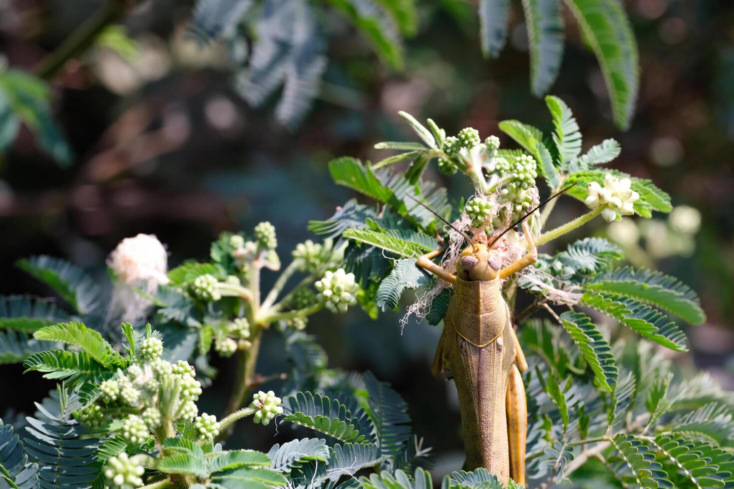 Nature Photography of Giant leafhopper or Phyllium fulchrifolium camouflaged among the leaves. Macro of beautiful and exotic animals in the wild. Graphic Resources. Animal Close-up. Animal Behavior photo