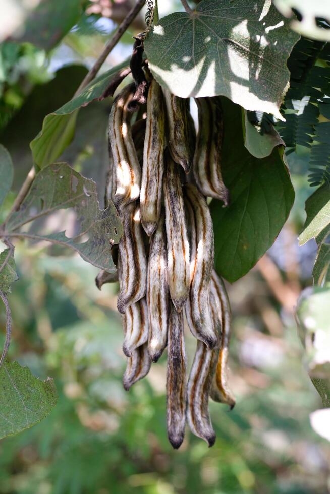 Nature Photography of Velvet Beans Plant or known as Mucuna Pruriens. Macro of beautiful and exotic plants in the wild. Graphic Resources. Plants Close-up. Flora and Botanical photo