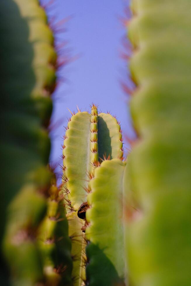 Nature Photography of towering green cactus plants with a blue sky background. Textured Details of beautiful and exotic Plants in the wild. Graphic Resources. Botanical Photography. Plants Close-up. photo